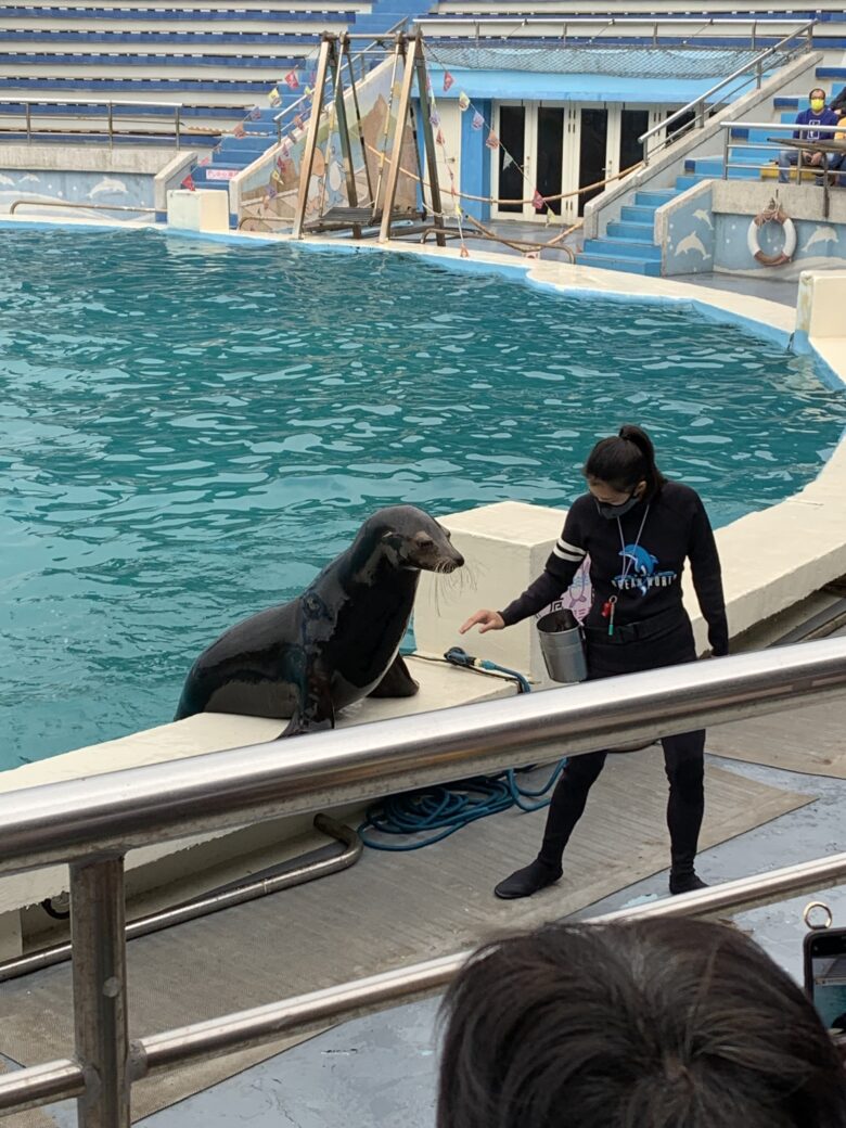 アシカと、解説してくれる飼育員