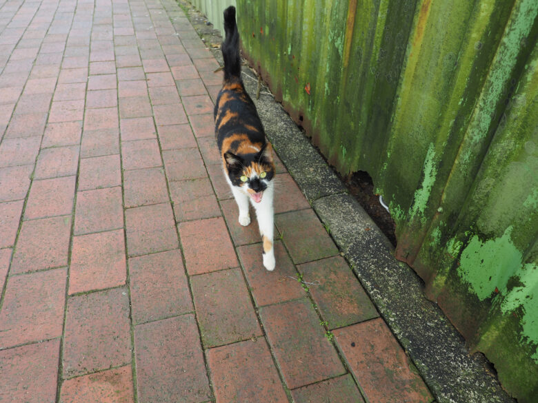 「にゃー」と鳴いて歩み寄ってきた猫さん