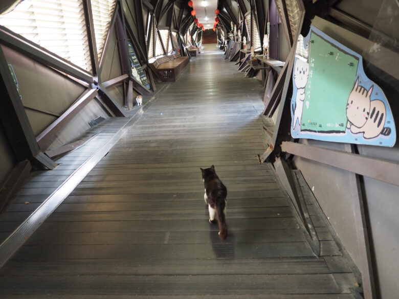 陸橋の通路にも猫がちらほら