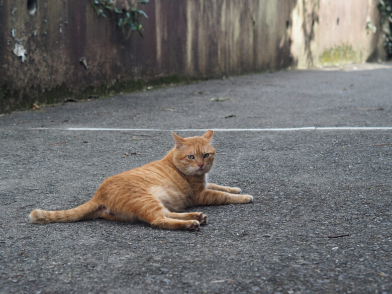 ゆったりお休み中の猫さん