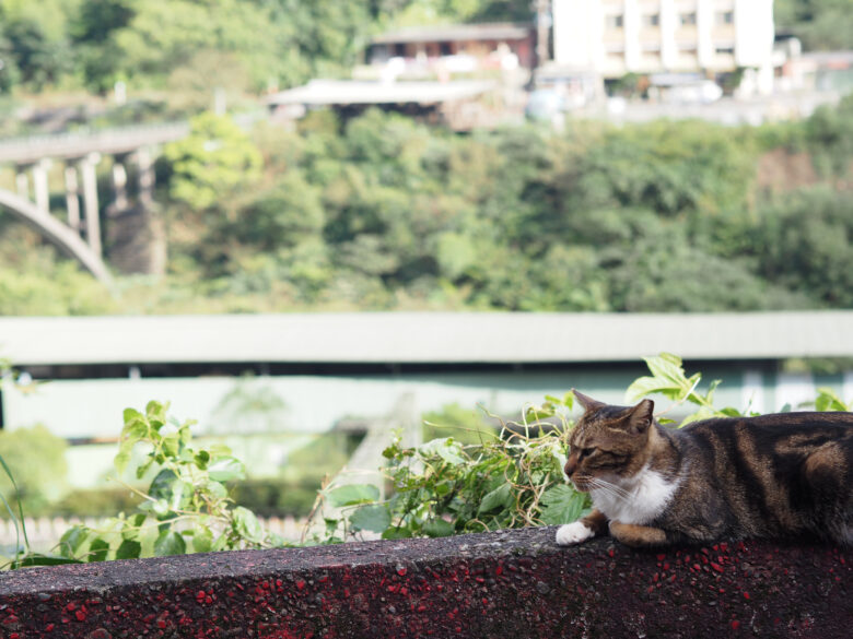 山をバックにくつろぐ猫さん